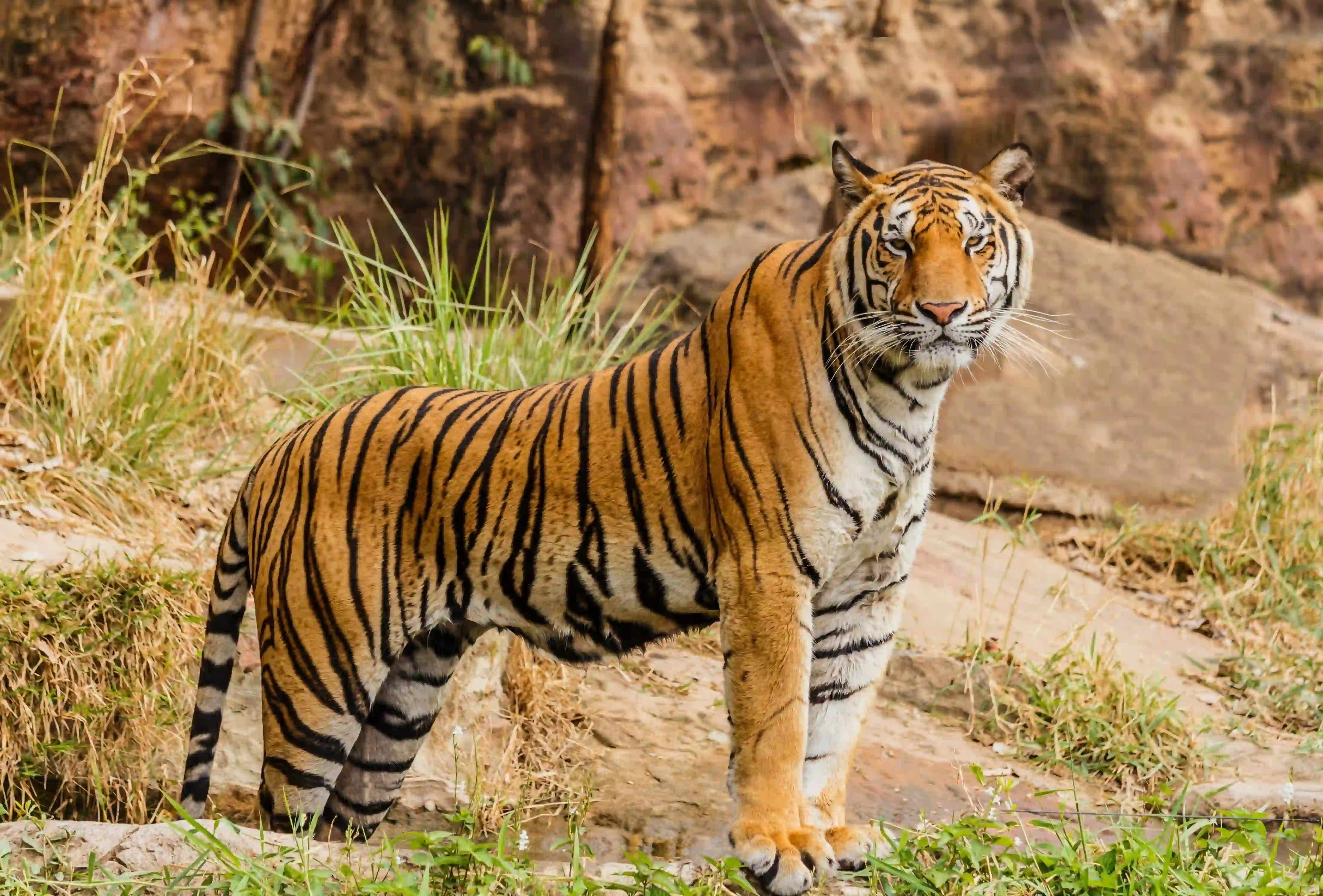 Ranthambhore National Park animal Photos