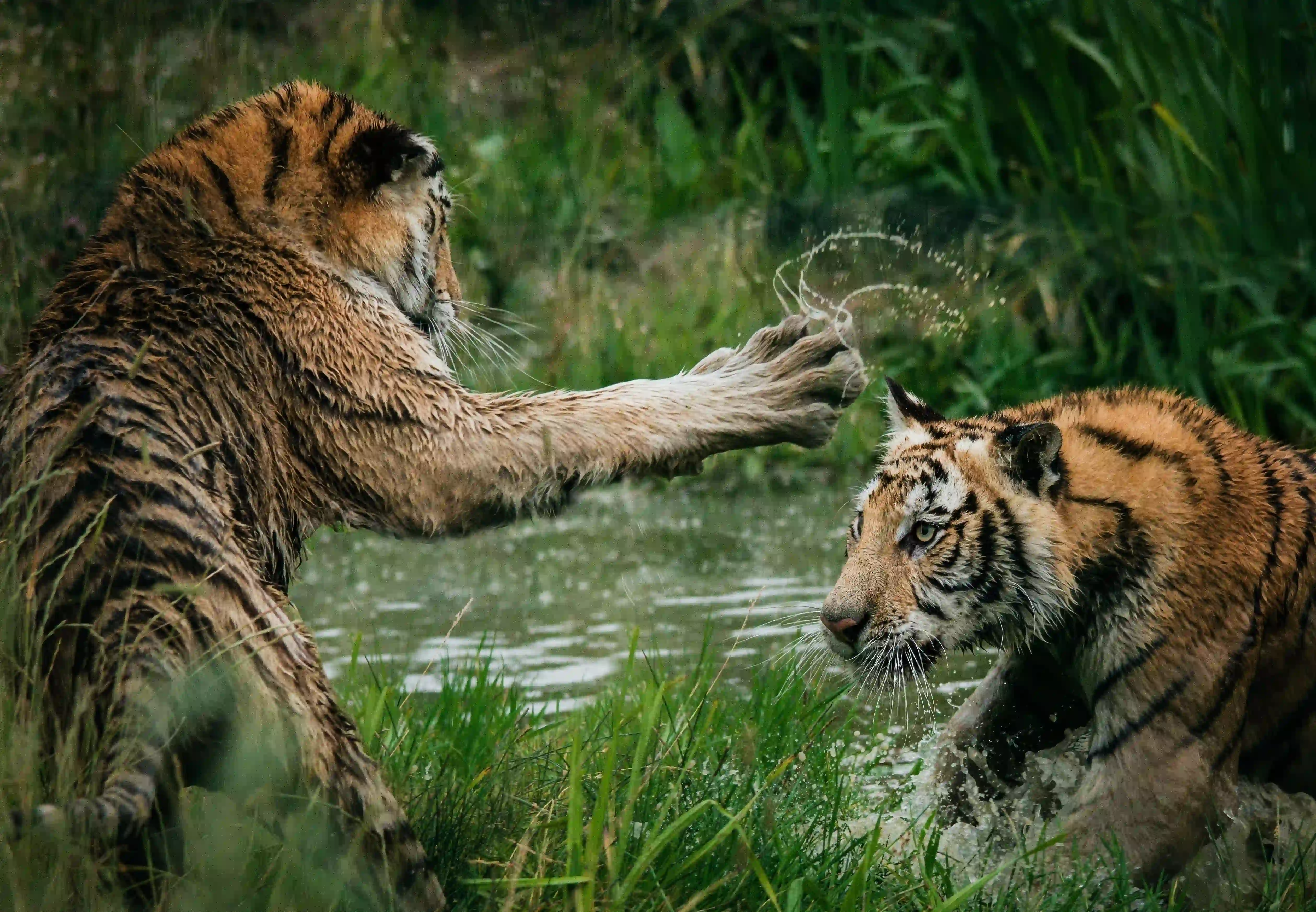 Ranthambhore National Park animal Photos