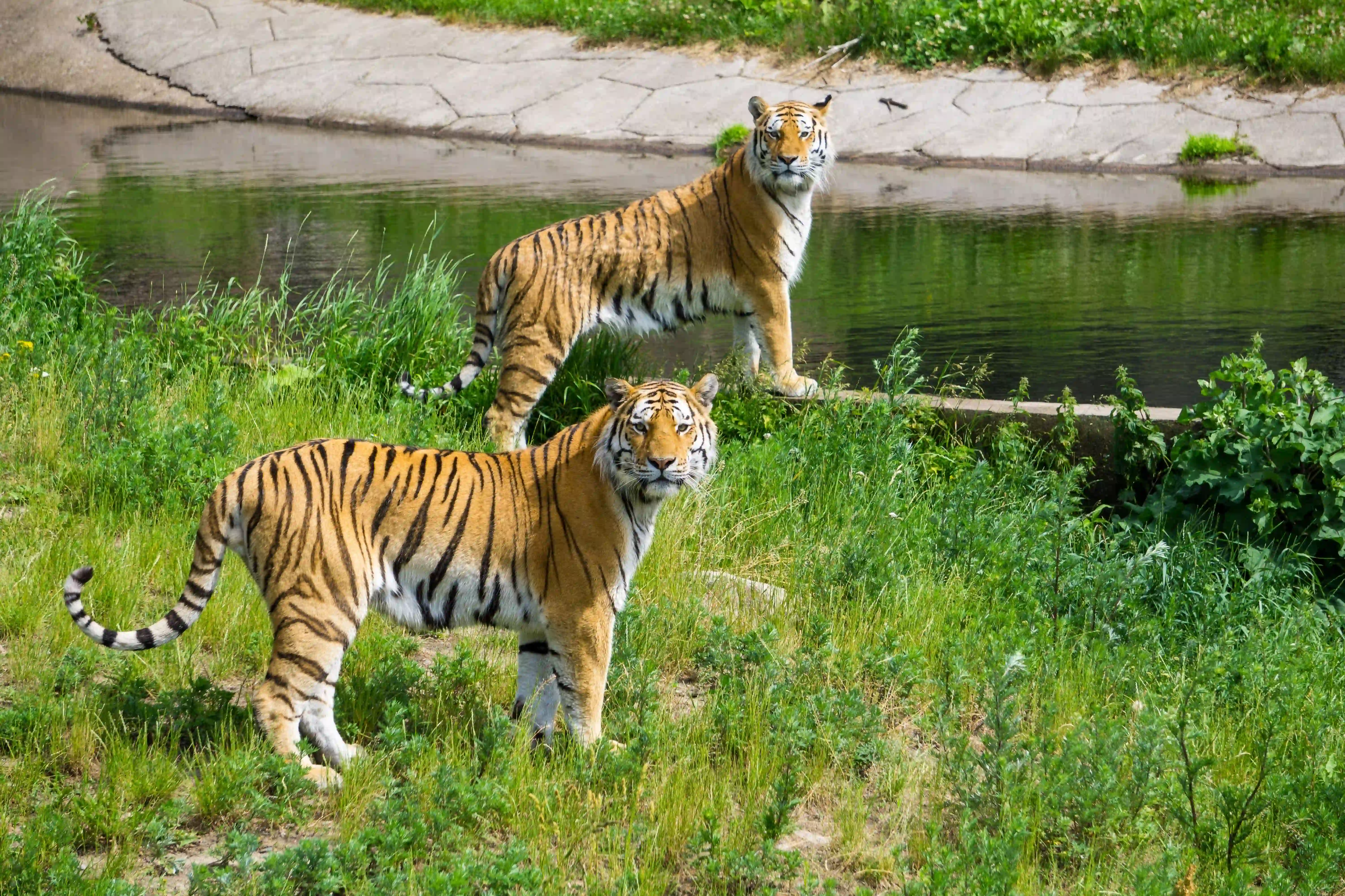 Ranthambhore National Park animal Photos