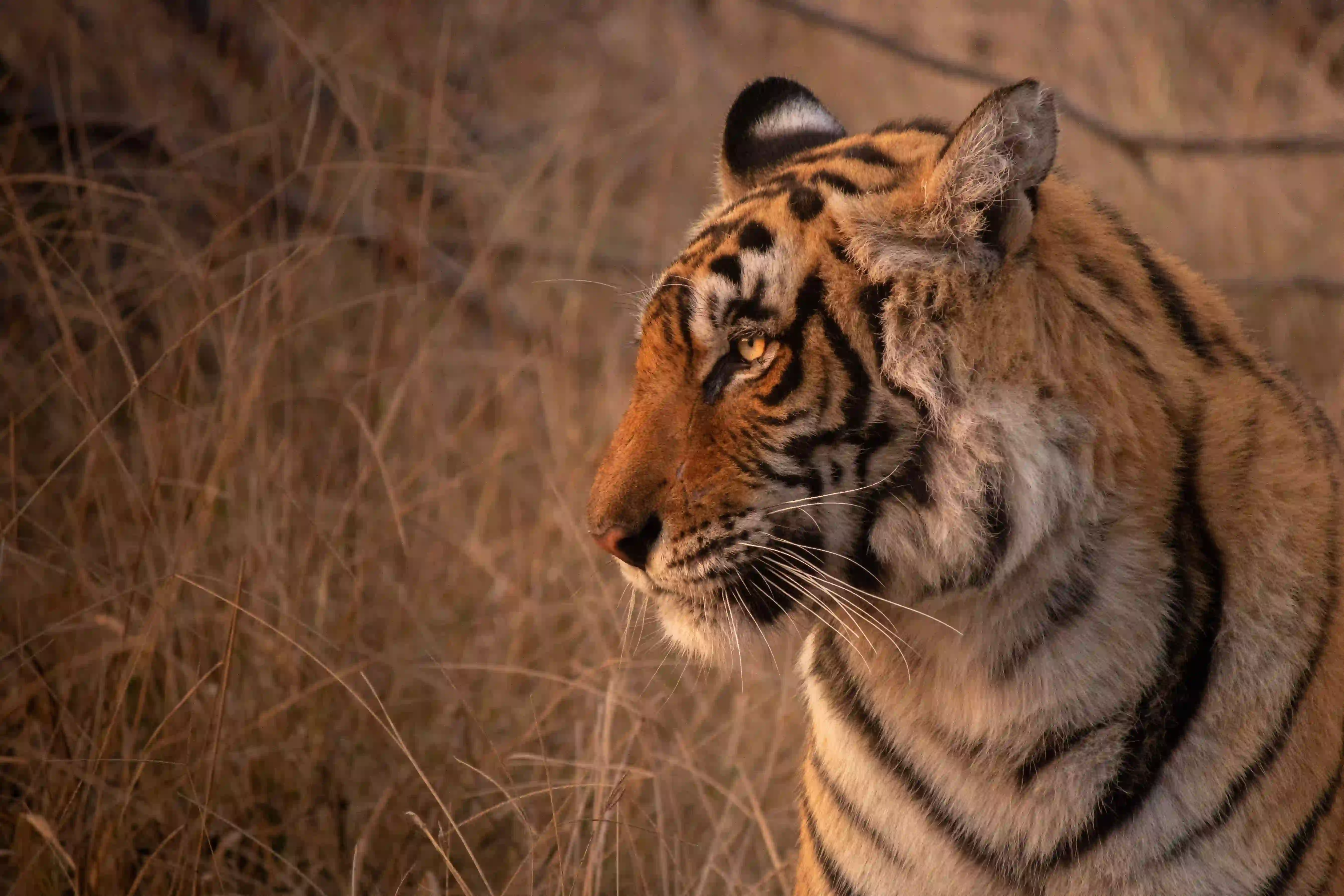 Ranthambhore National Park animal Photos