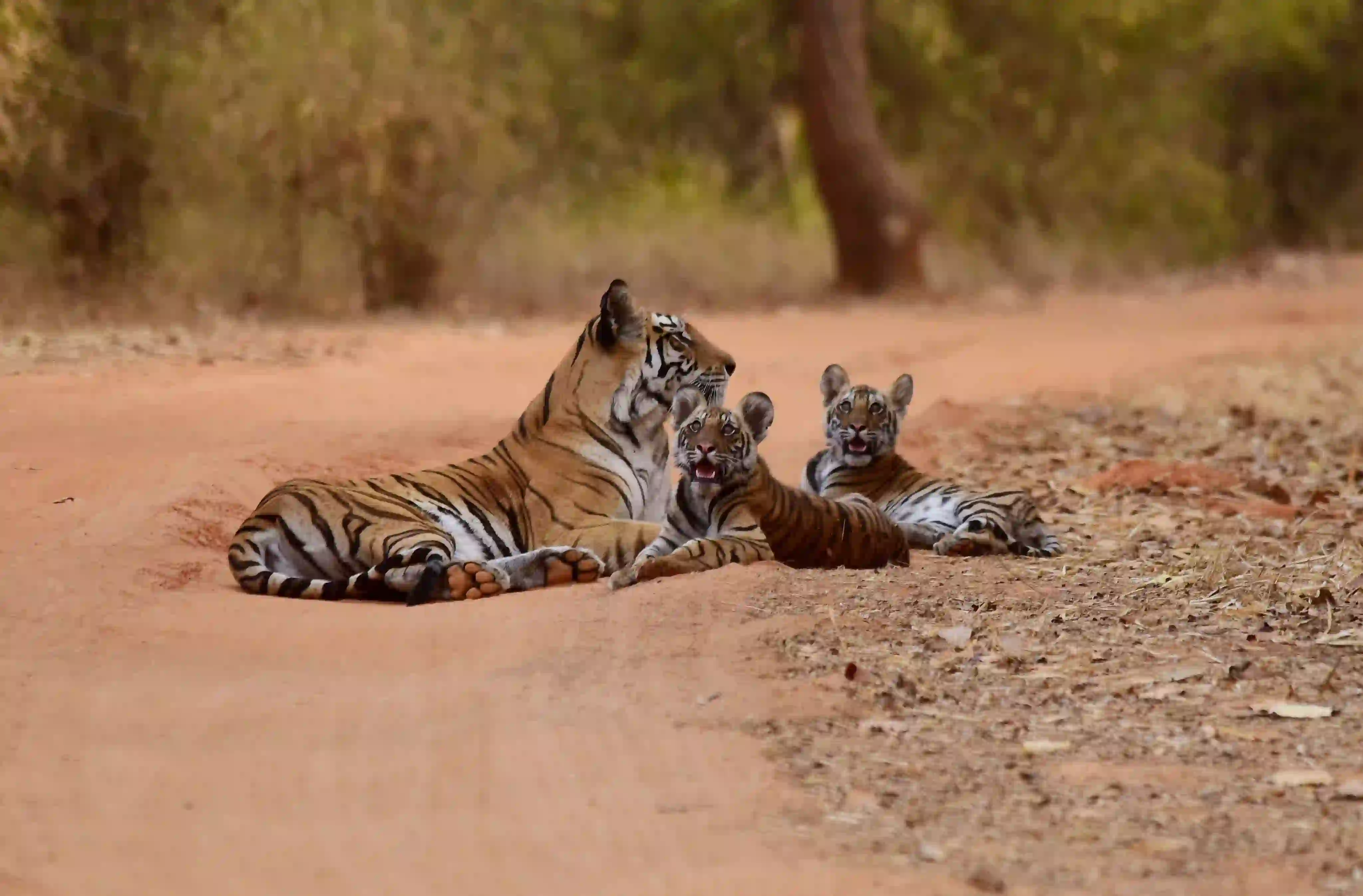 Ranthambhore National Park animal Photos