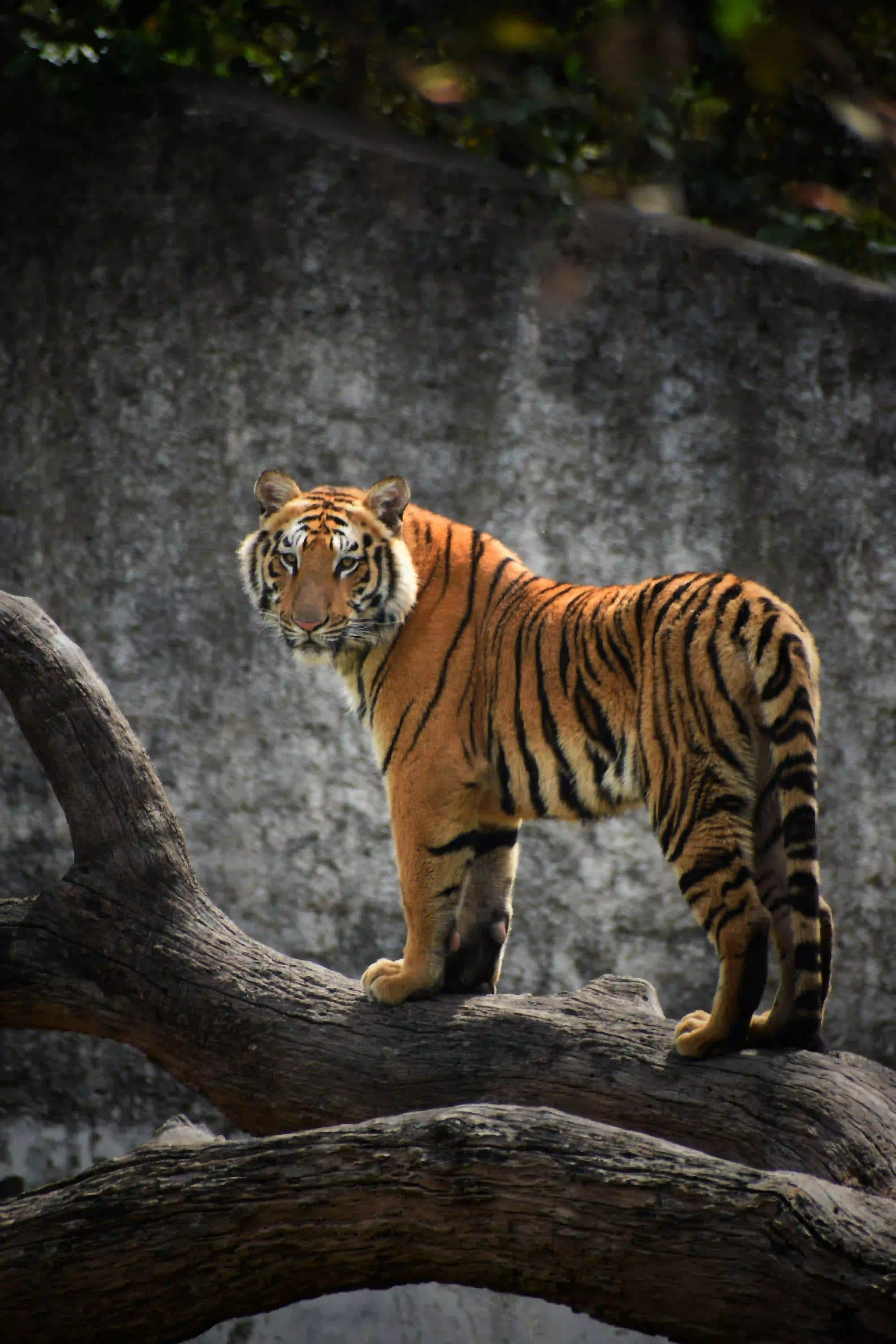 Ranthambhore Jeep & Canter Safari