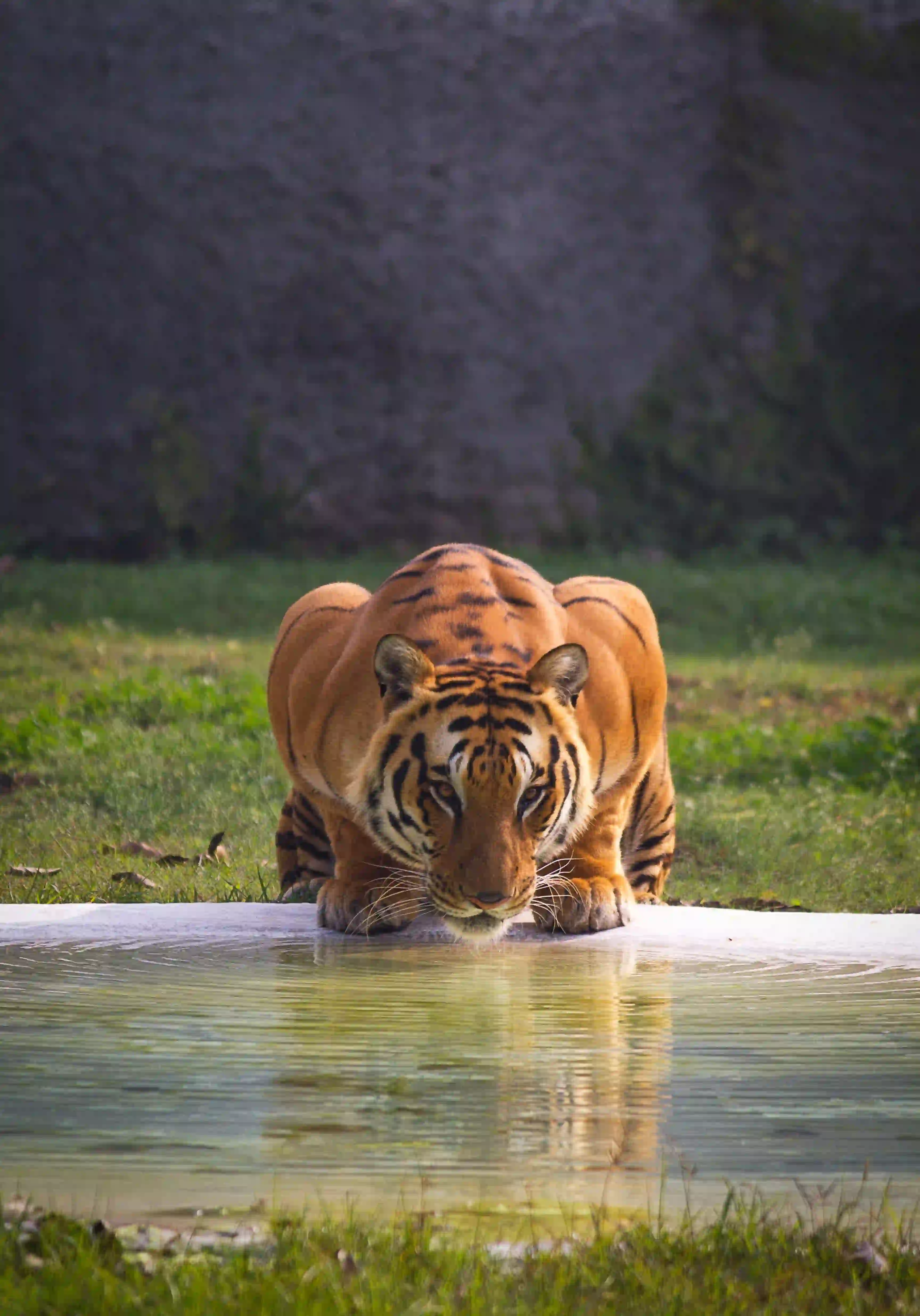 Ranthambhore Tiger Safari