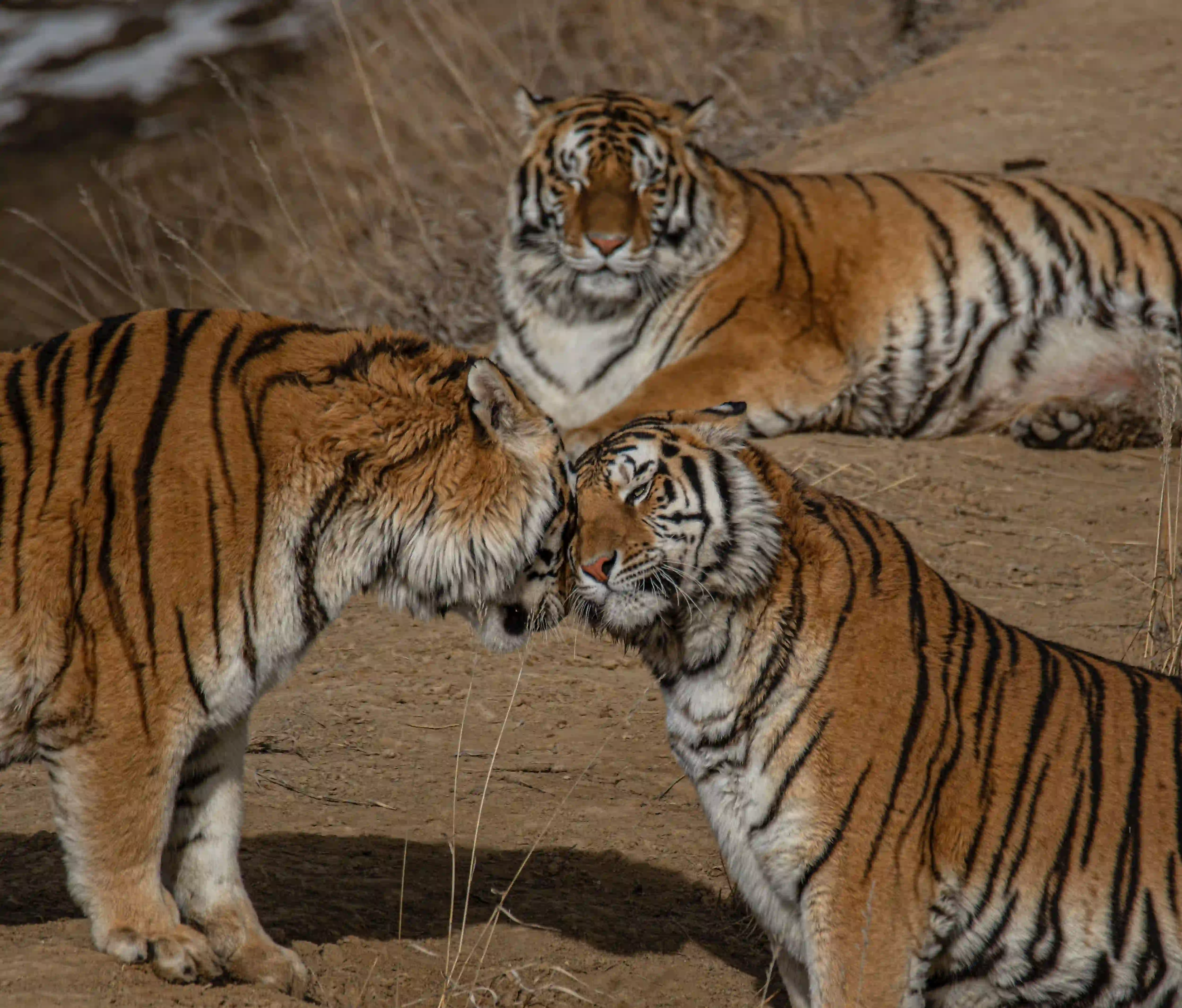 Ranthambhore National Park animal Photos