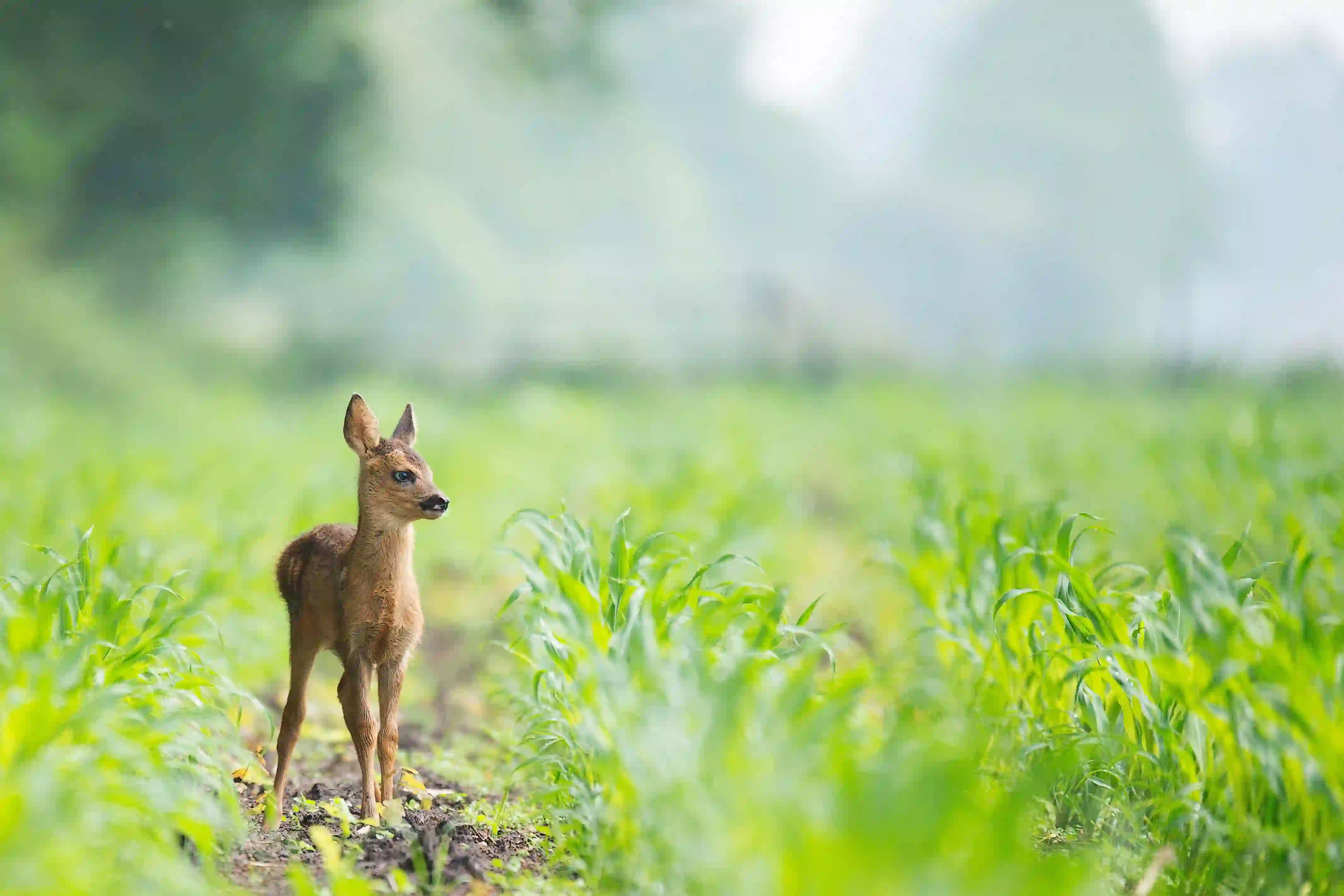 Ranthambhore National Park animal Photos