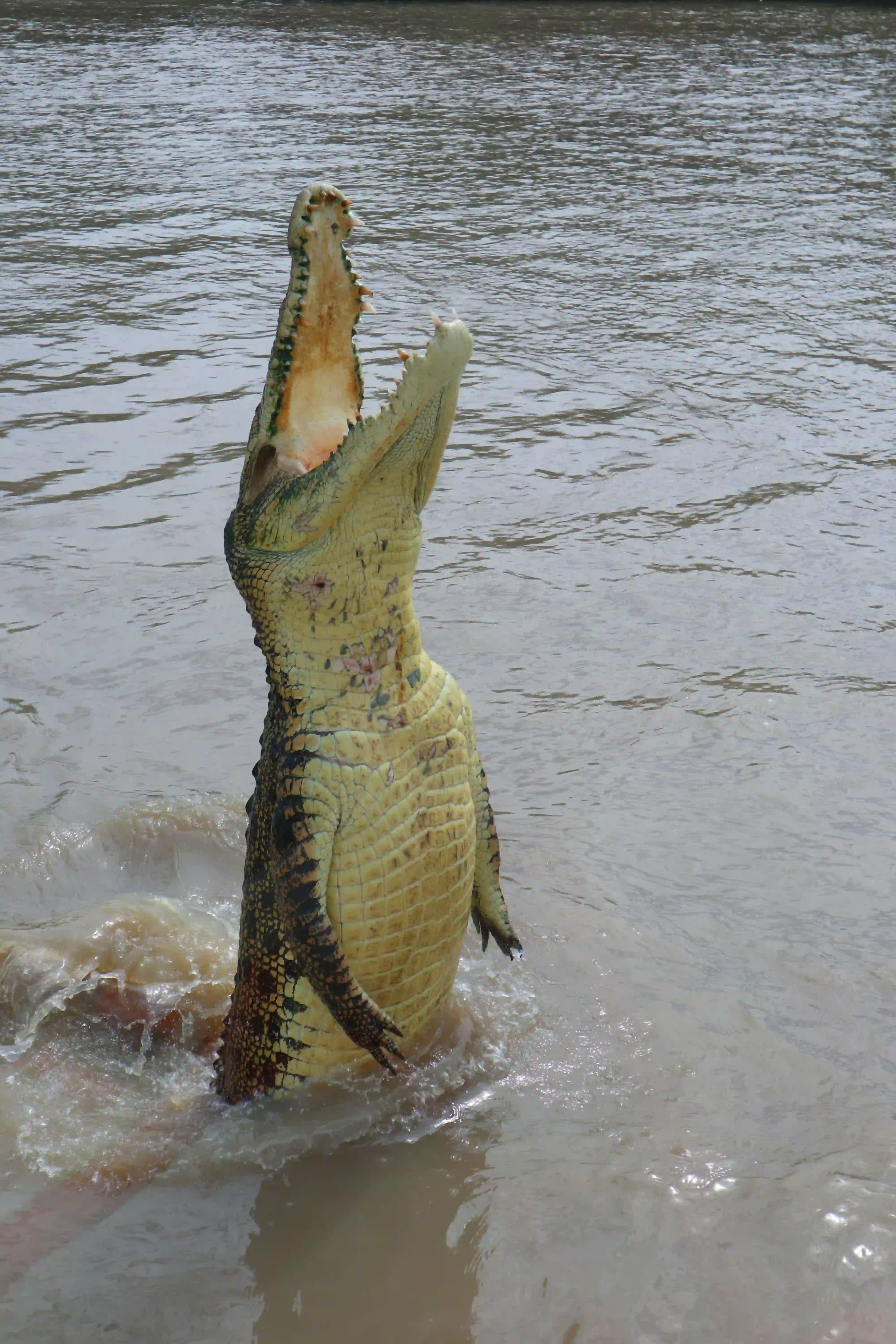 Ranthambhore Chambal Crocodile Safari