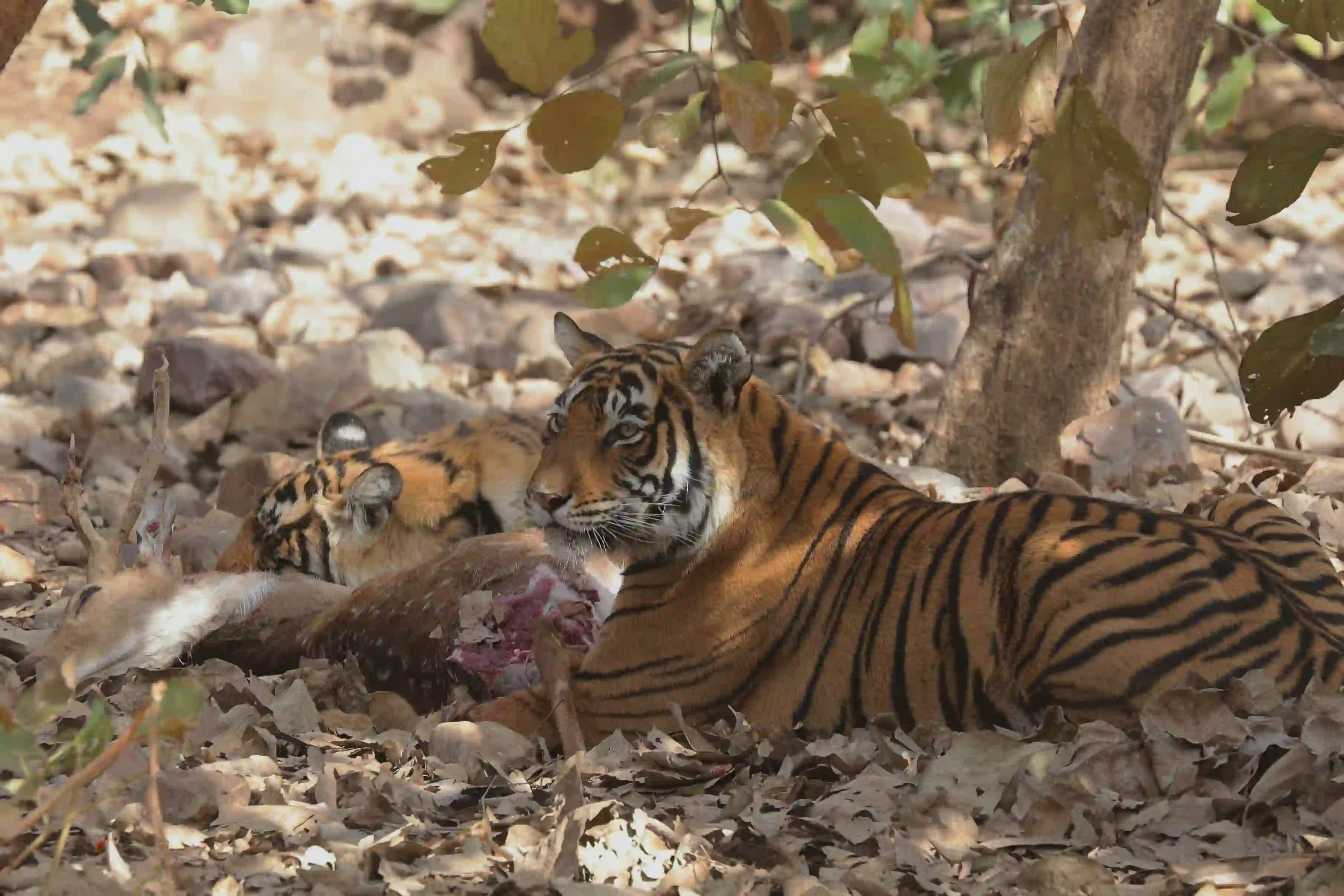 Ranthambhore National Park animal Photos