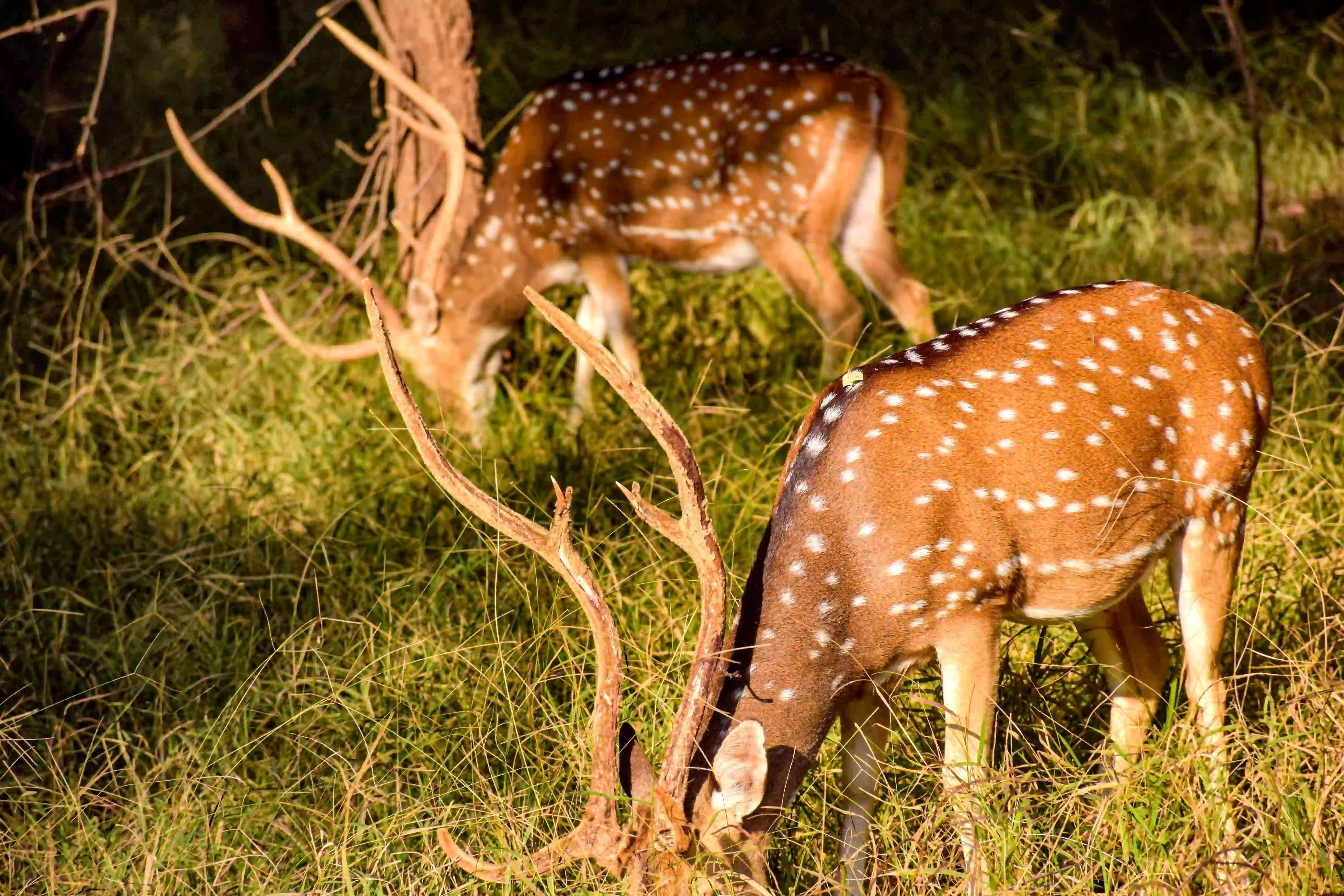 Ranthambhore National Park animal Photos