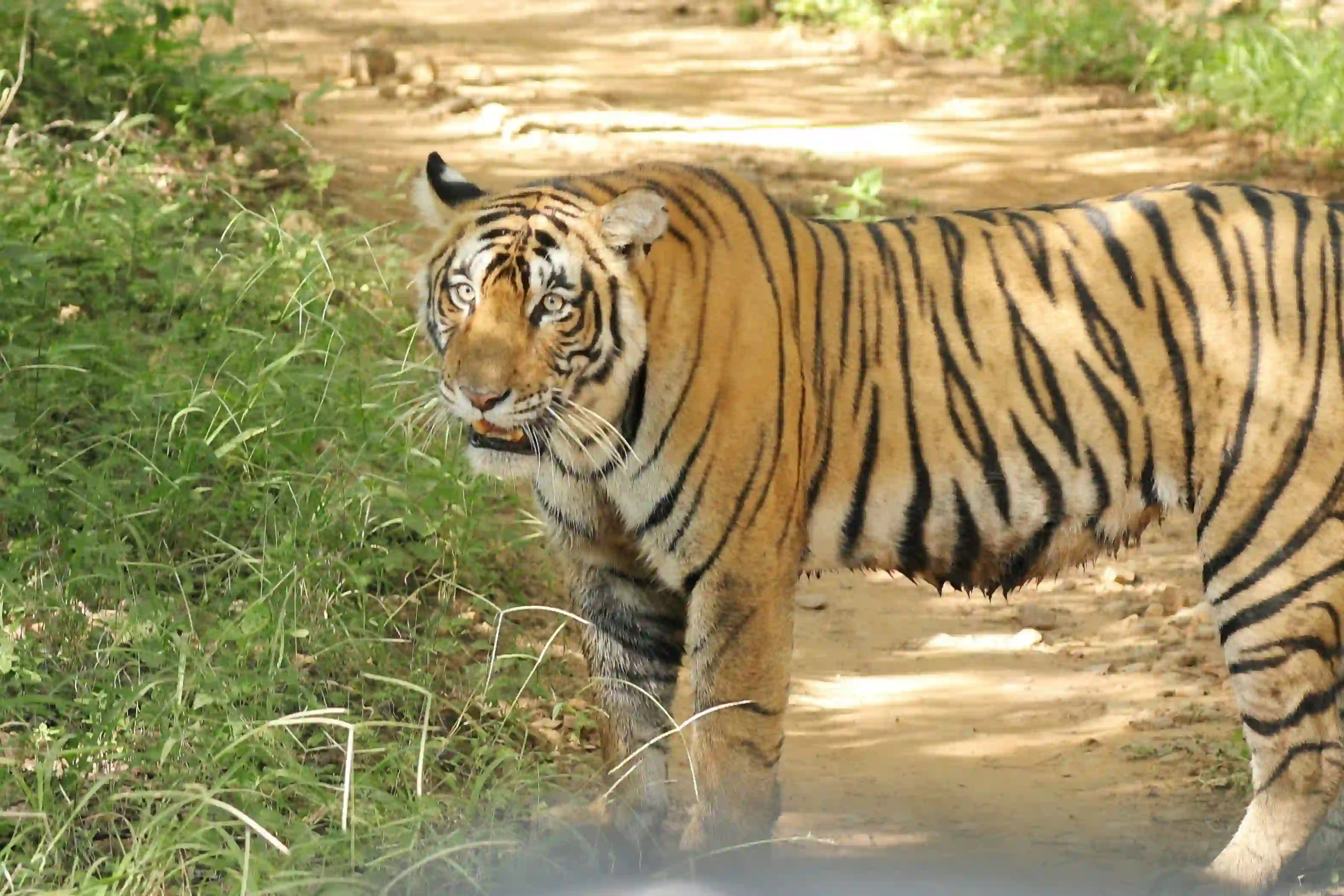 Ranthambhore National Park animal Photos