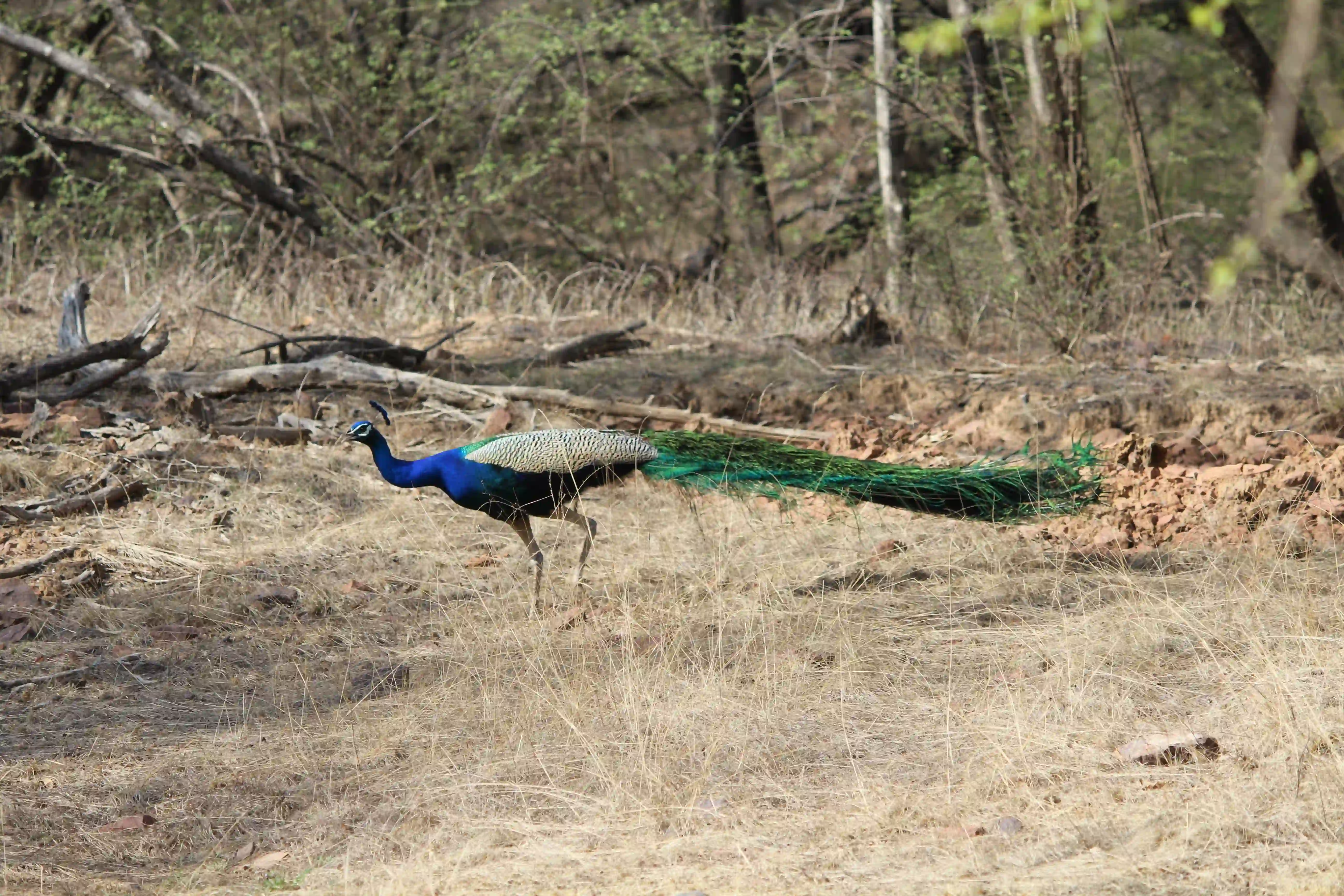 Ranthambhore National Park animal Photos