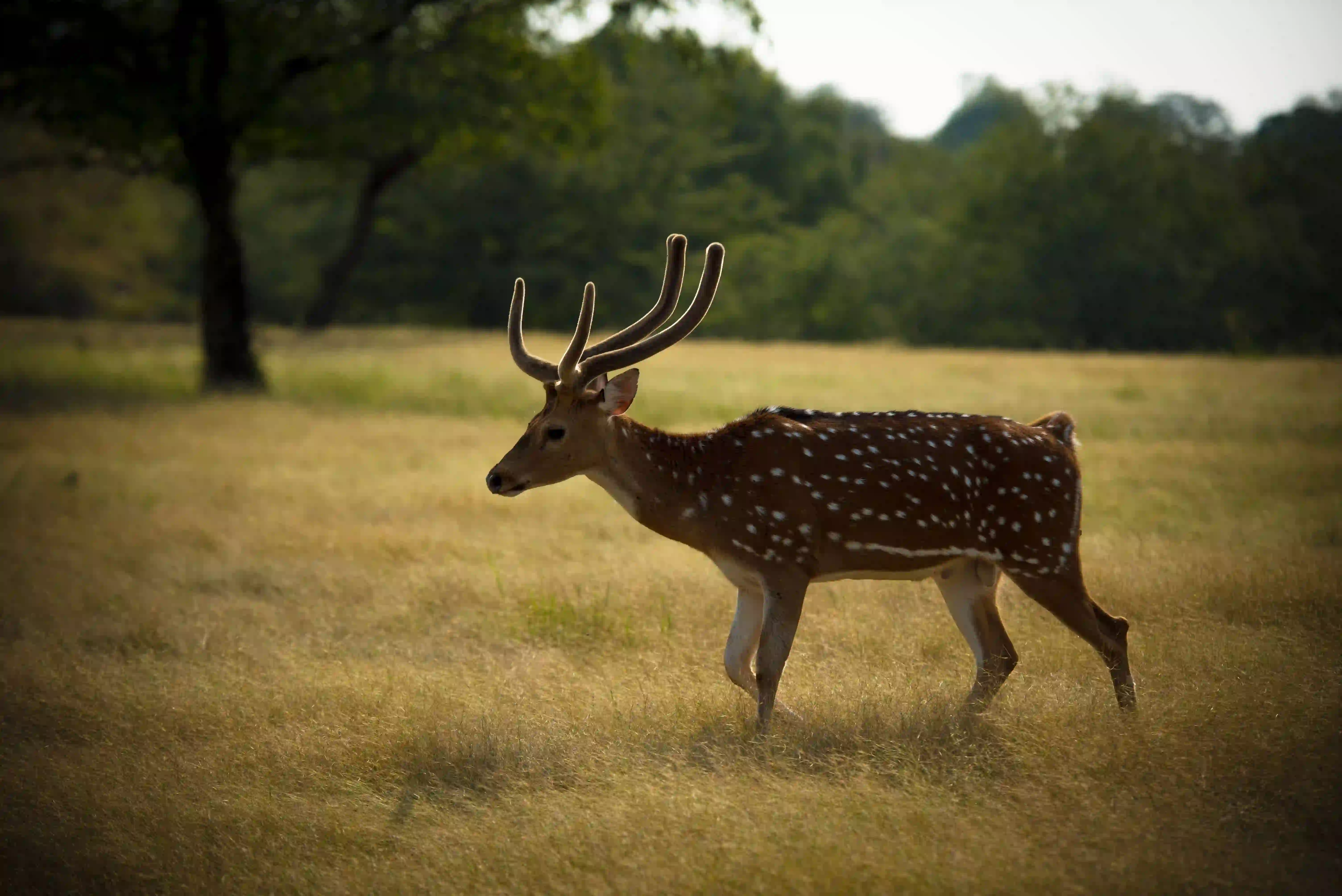 Ranthambhore National Park animal Photos