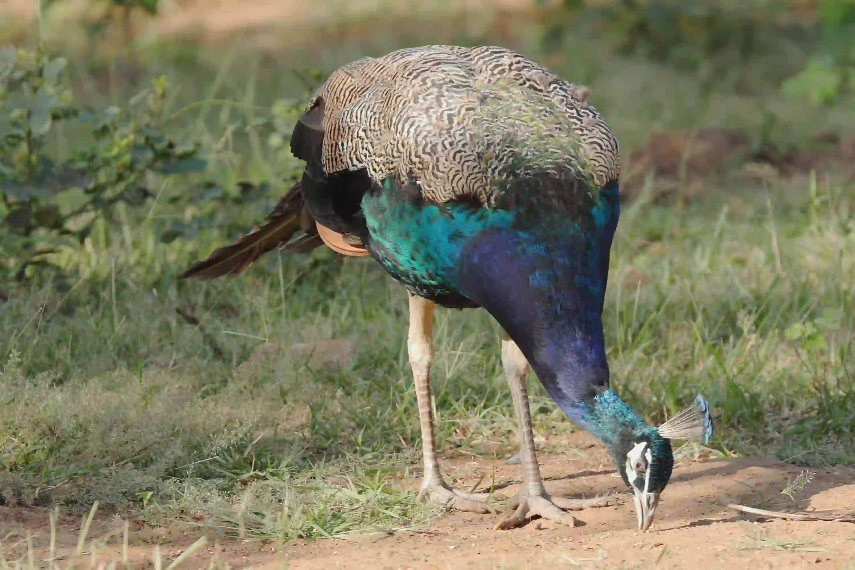 Ranthambhore Safari images