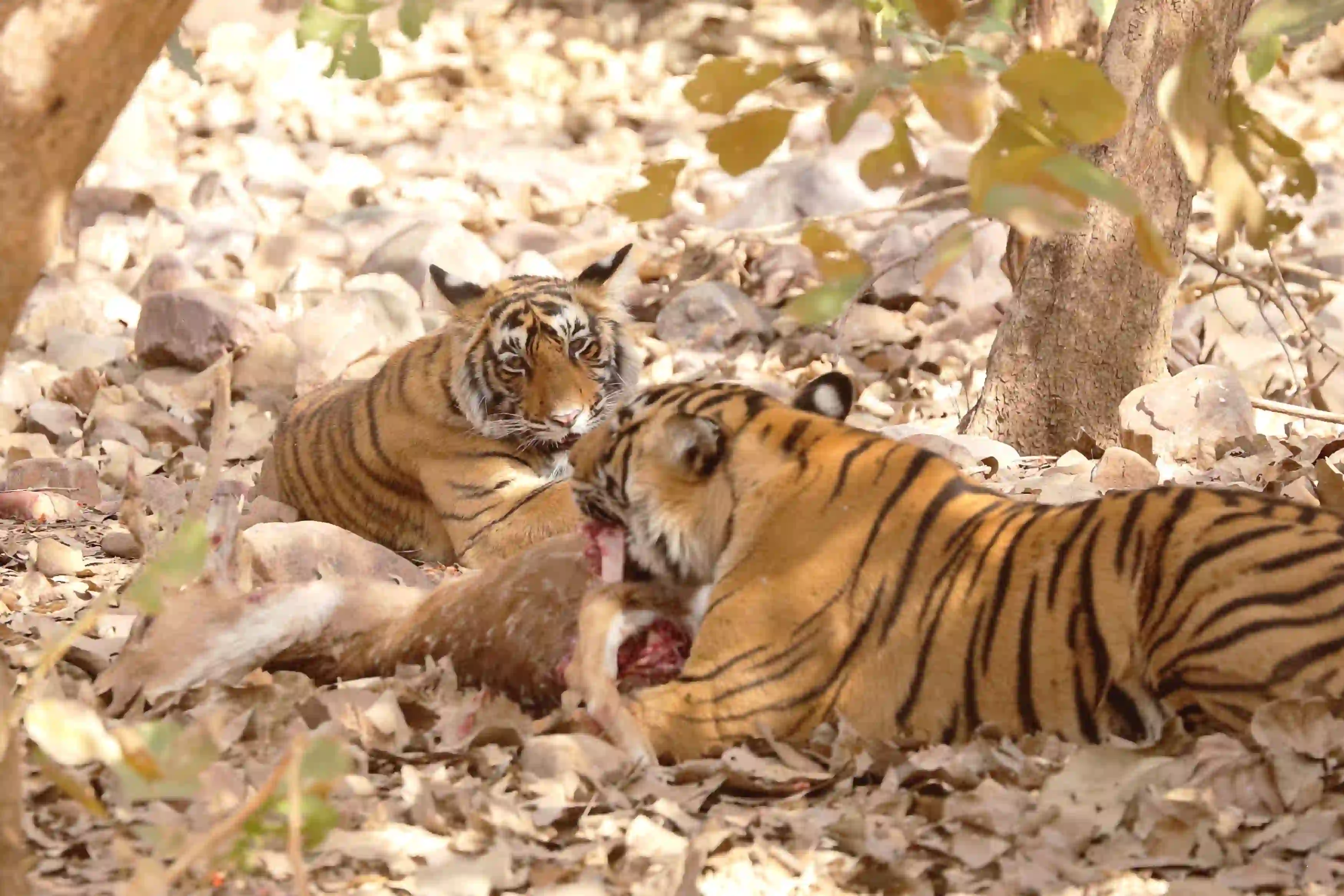 Ranthambhore National Park animal Photos