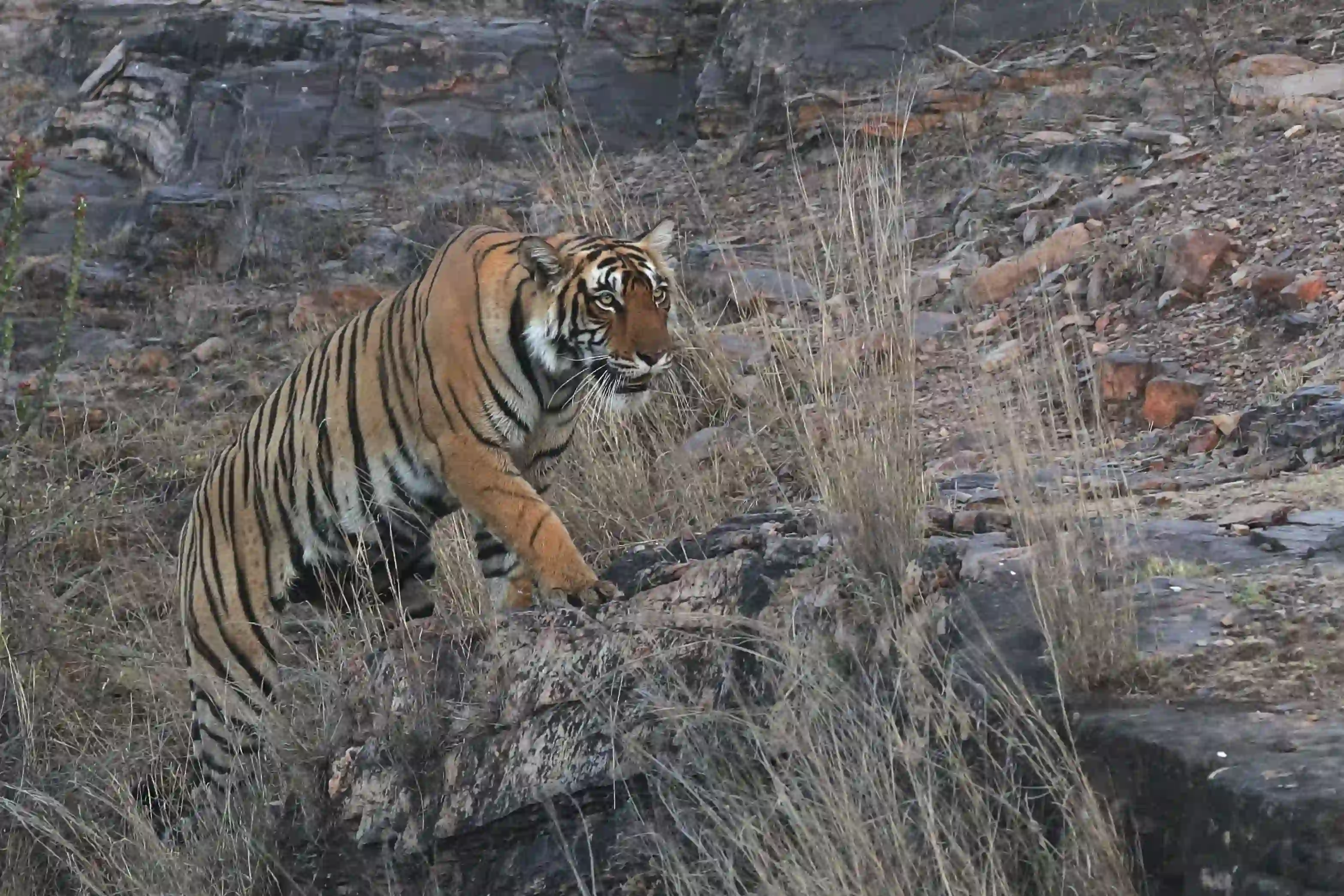 Ranthambhore National Park animal Photos