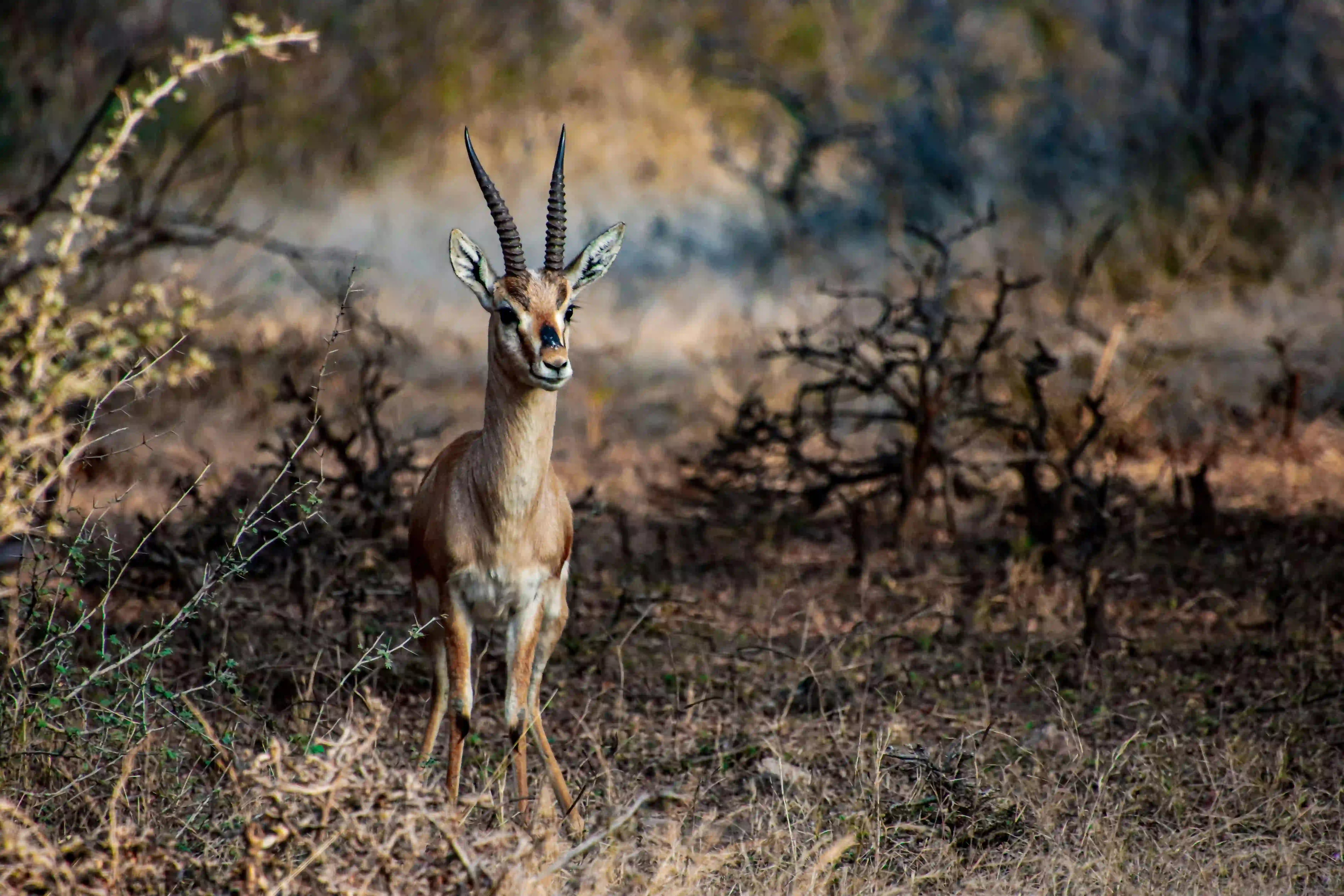 Ranthambhore National Park animal Photos