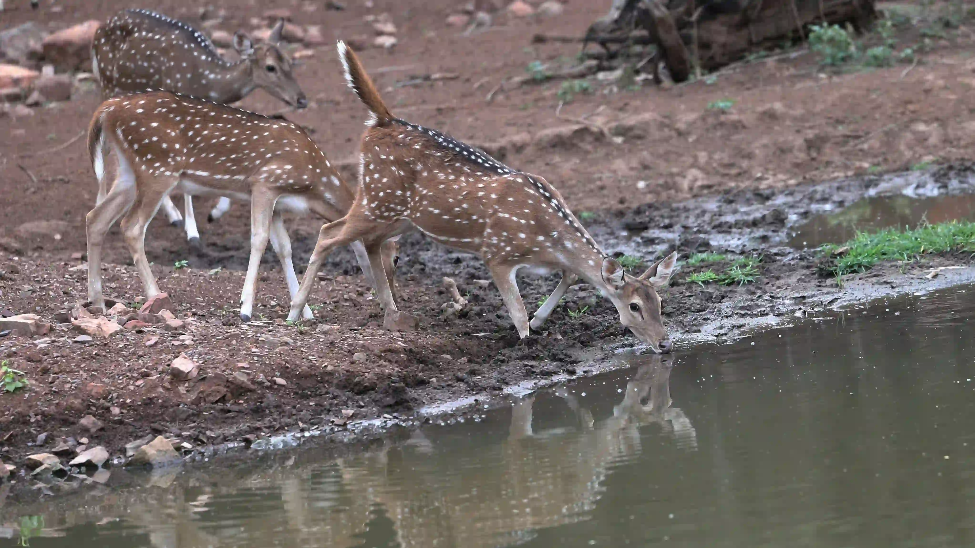 Ranthambhore National Park animal Photos