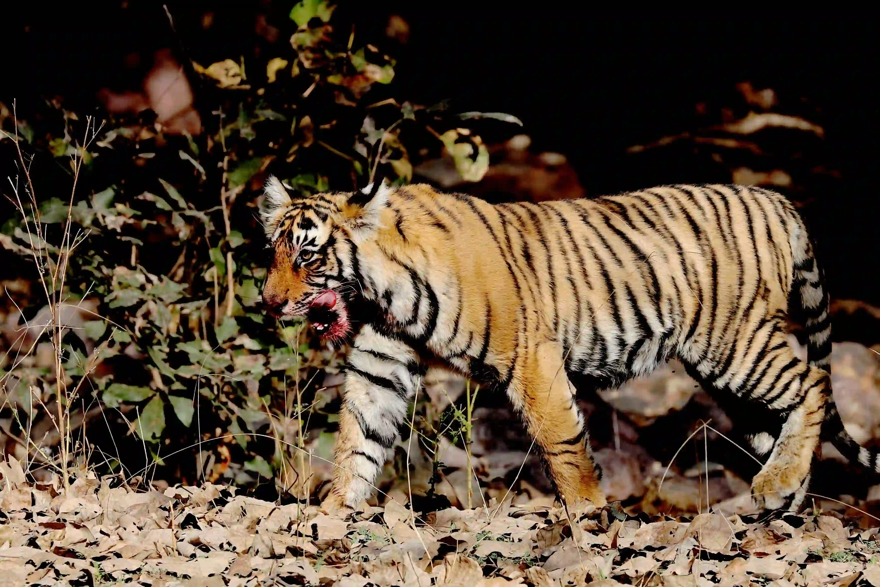 Ranthambhore National Park animal Photos