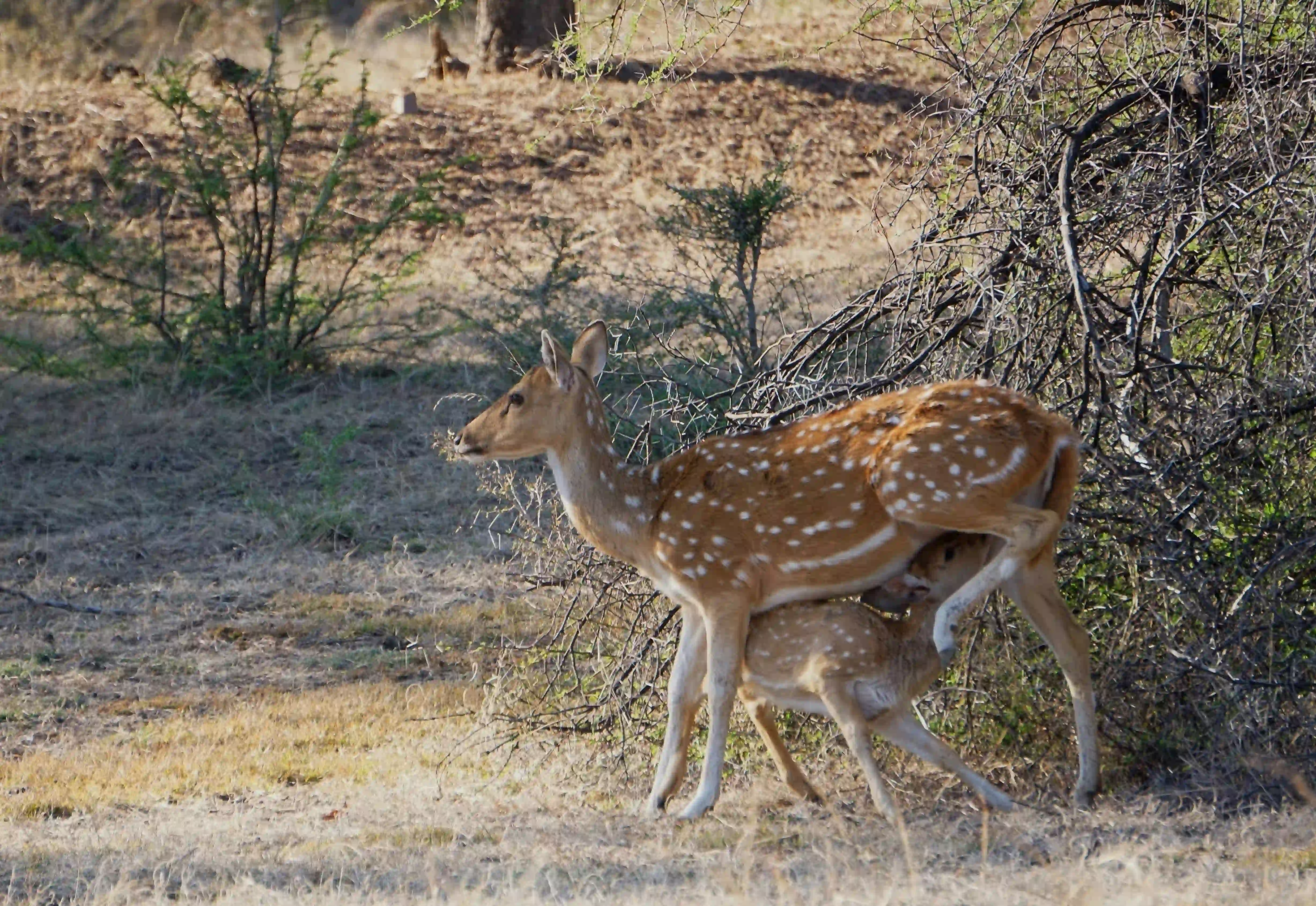 Ranthambhore National Park animal Photos