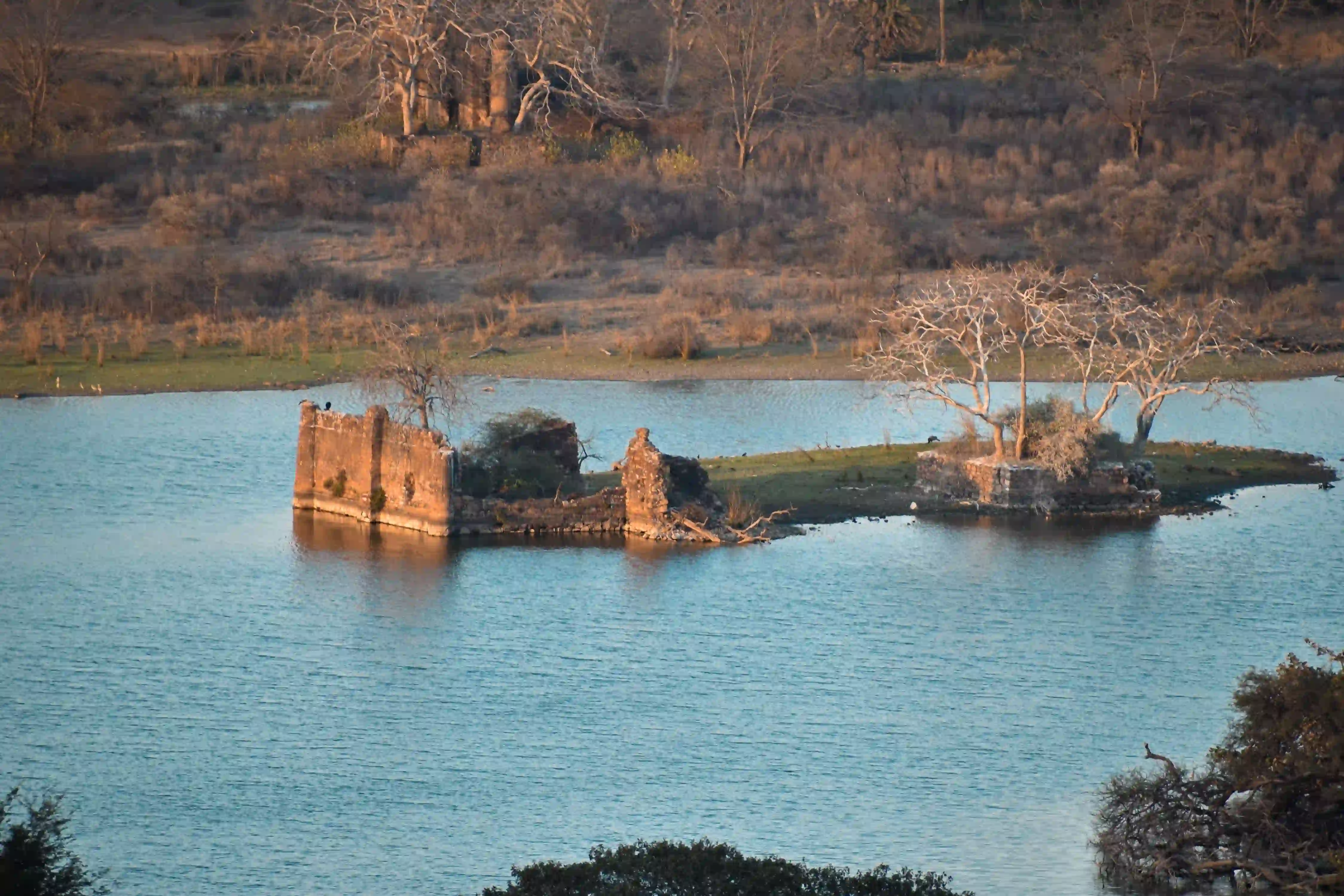 Ranthambhore Safari images