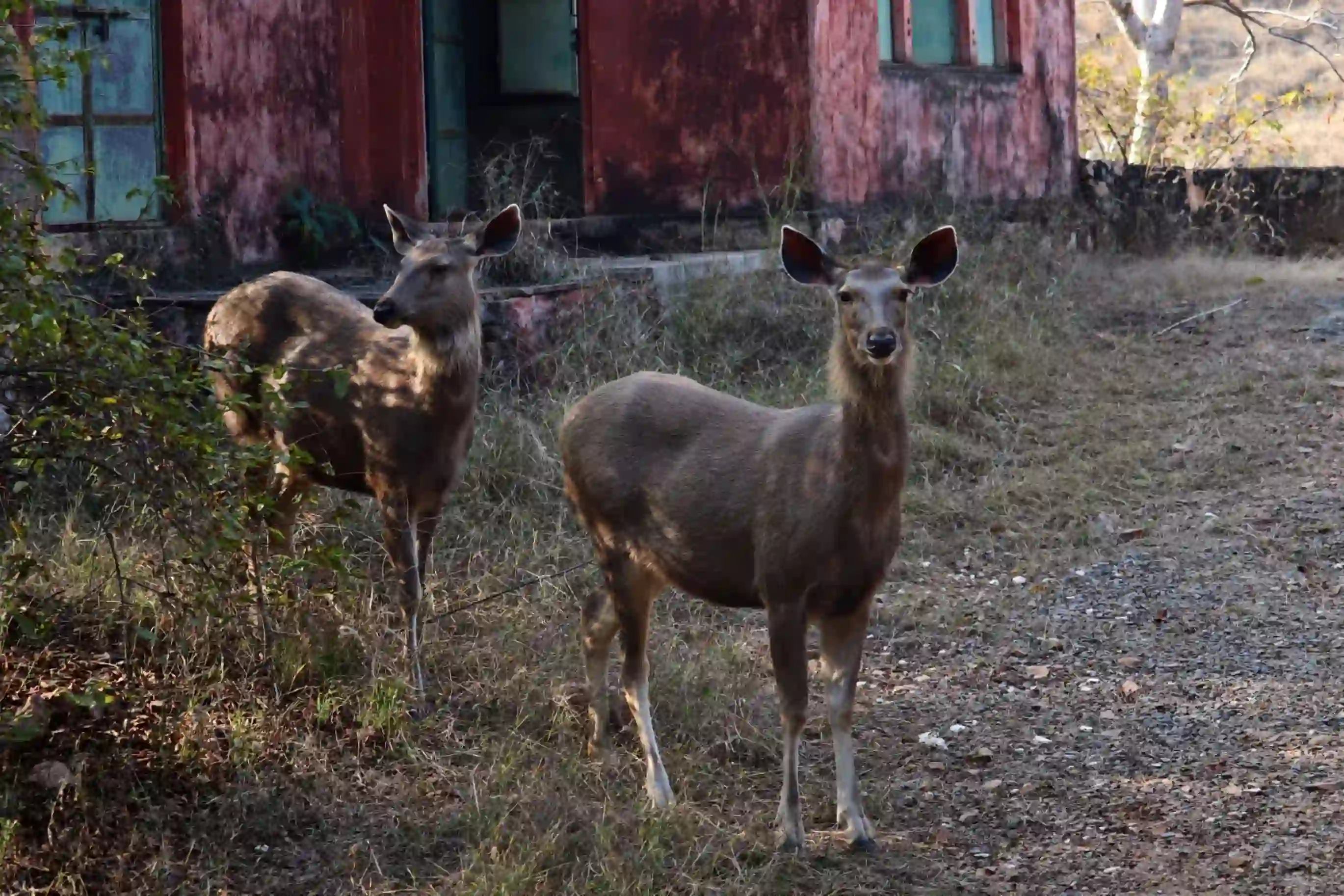 Ranthambhore National Park animal Photos