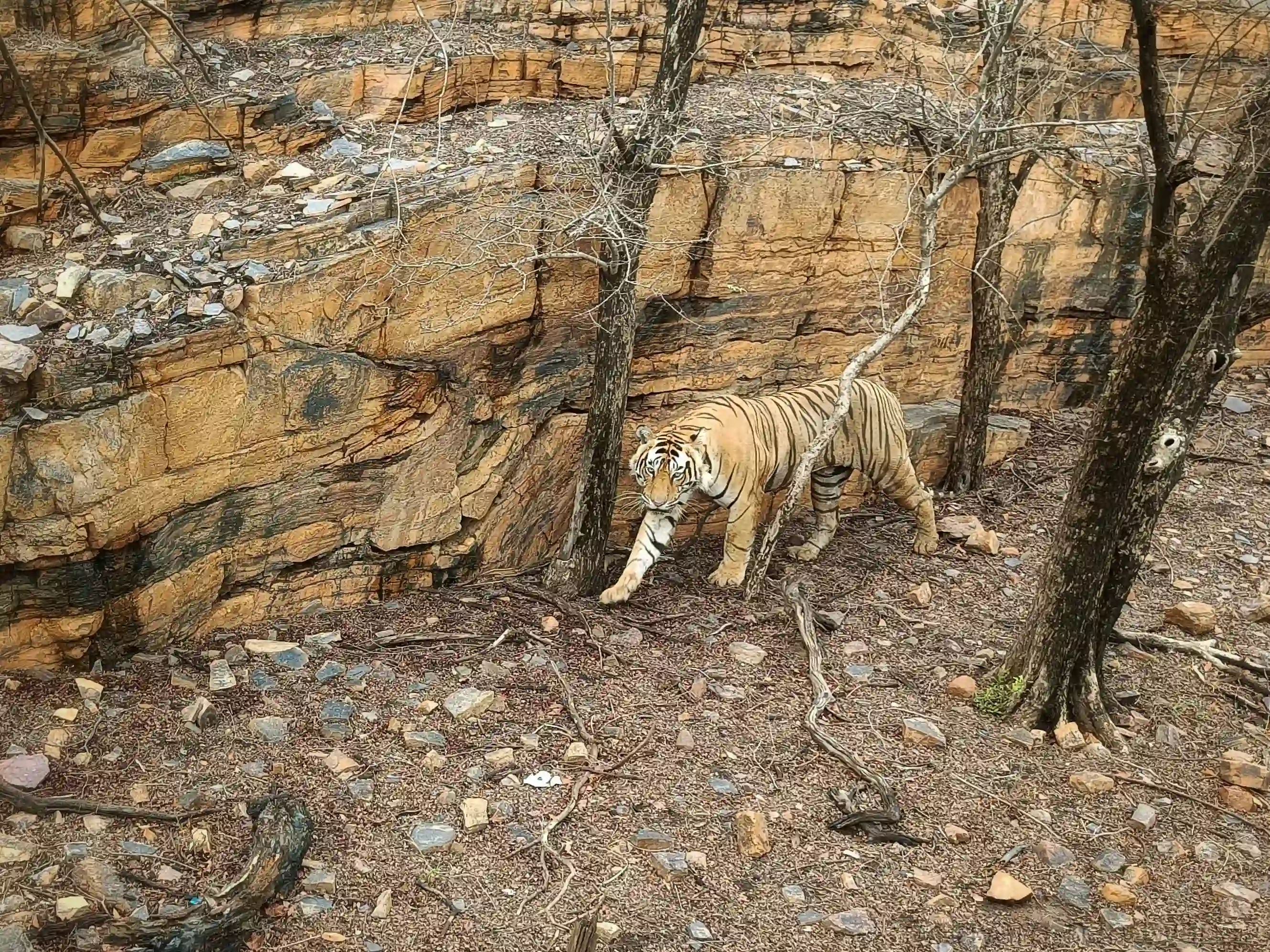 Ranthambhore National Park animal Photos