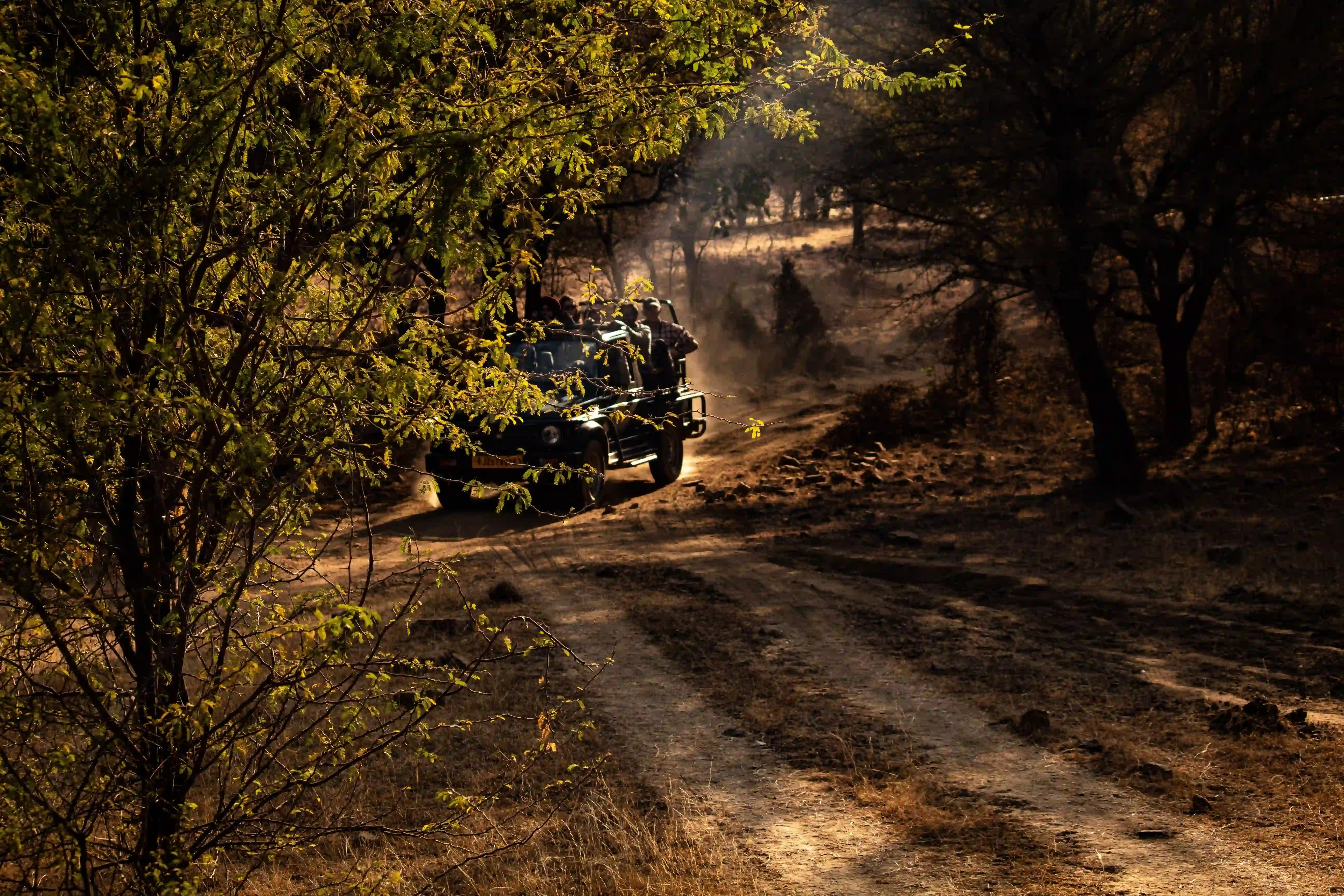 Ranthambhore Safari images