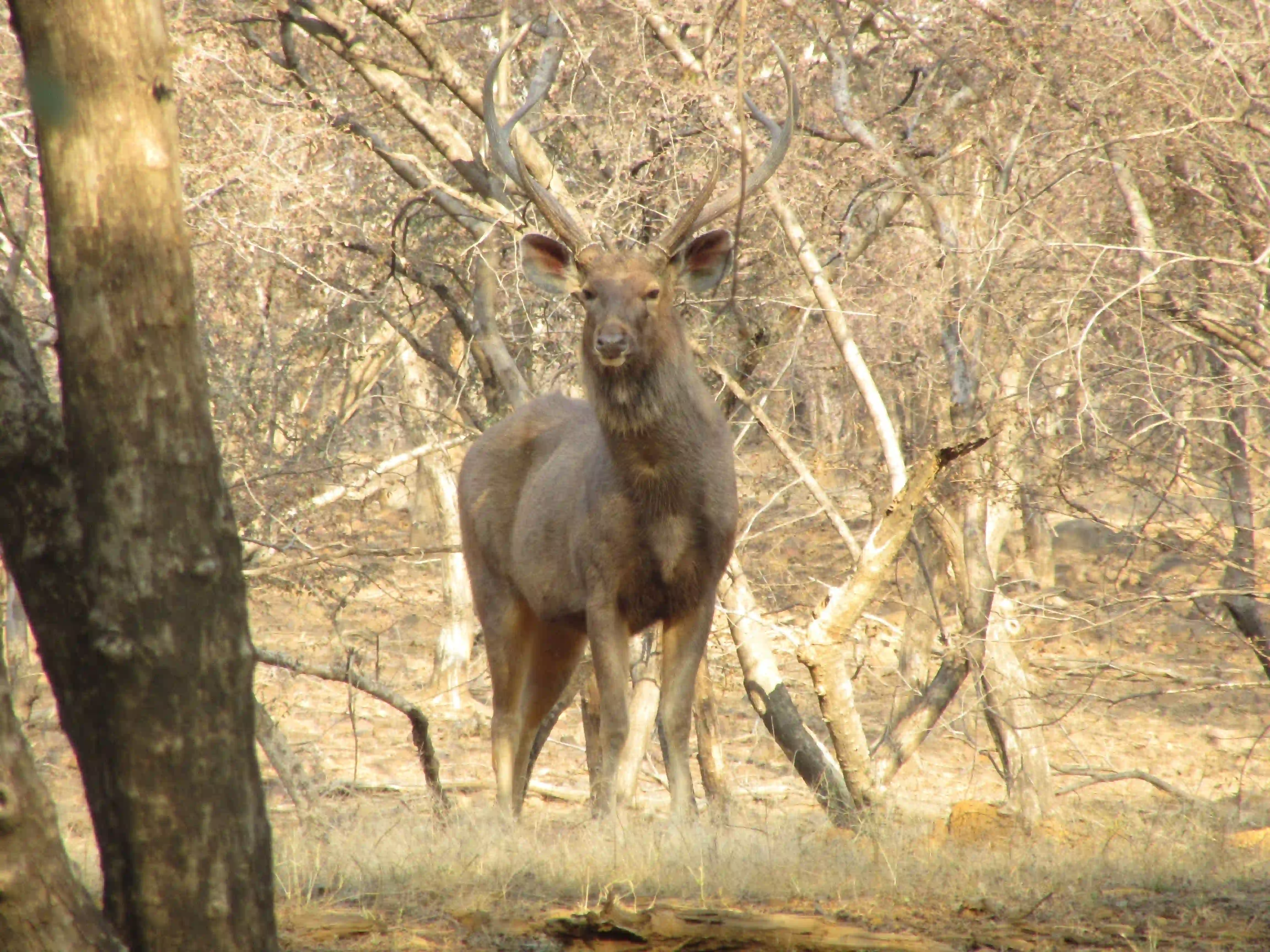 Ranthambhore Safari images