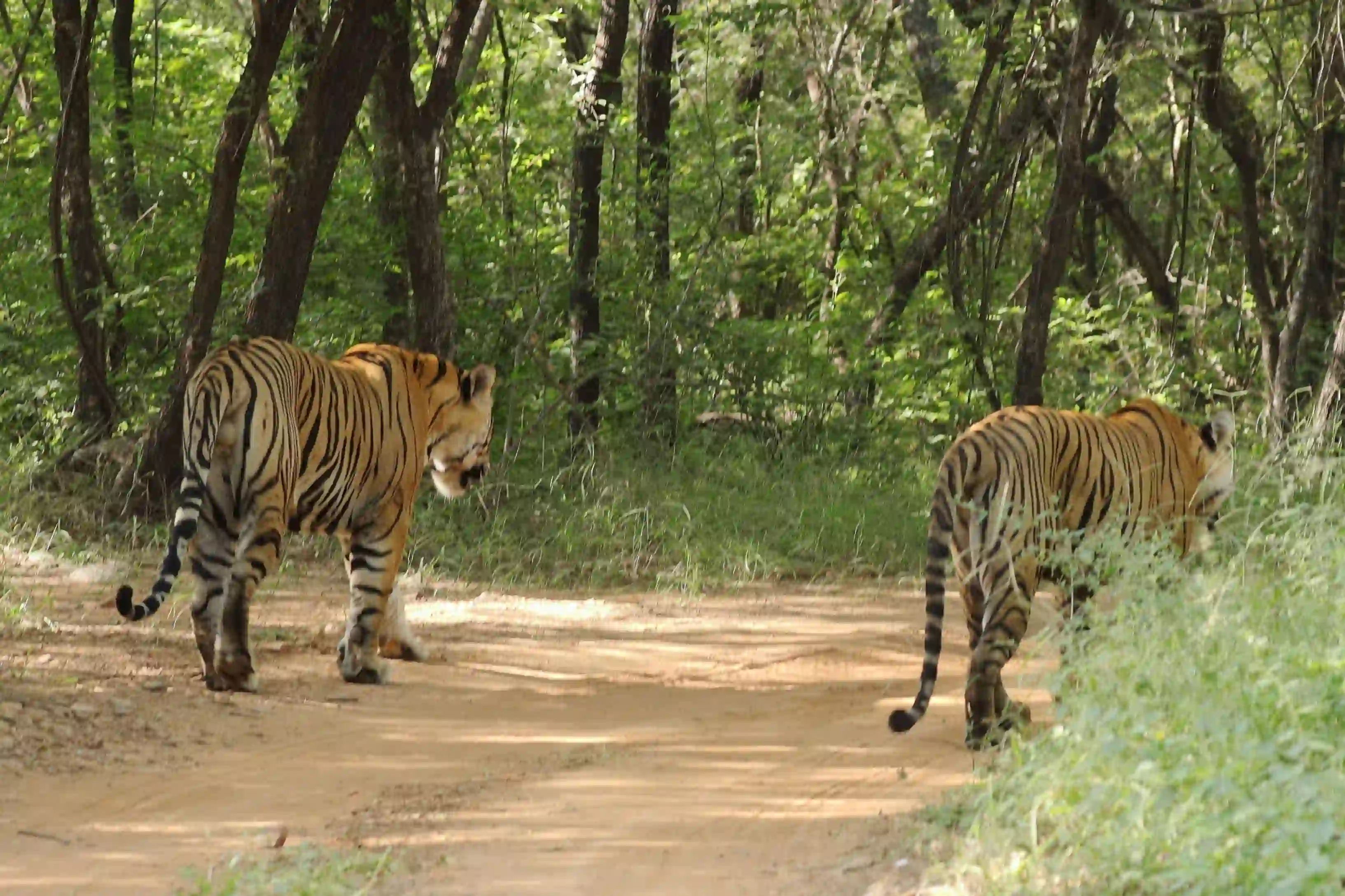 Ranthambhore Safari images