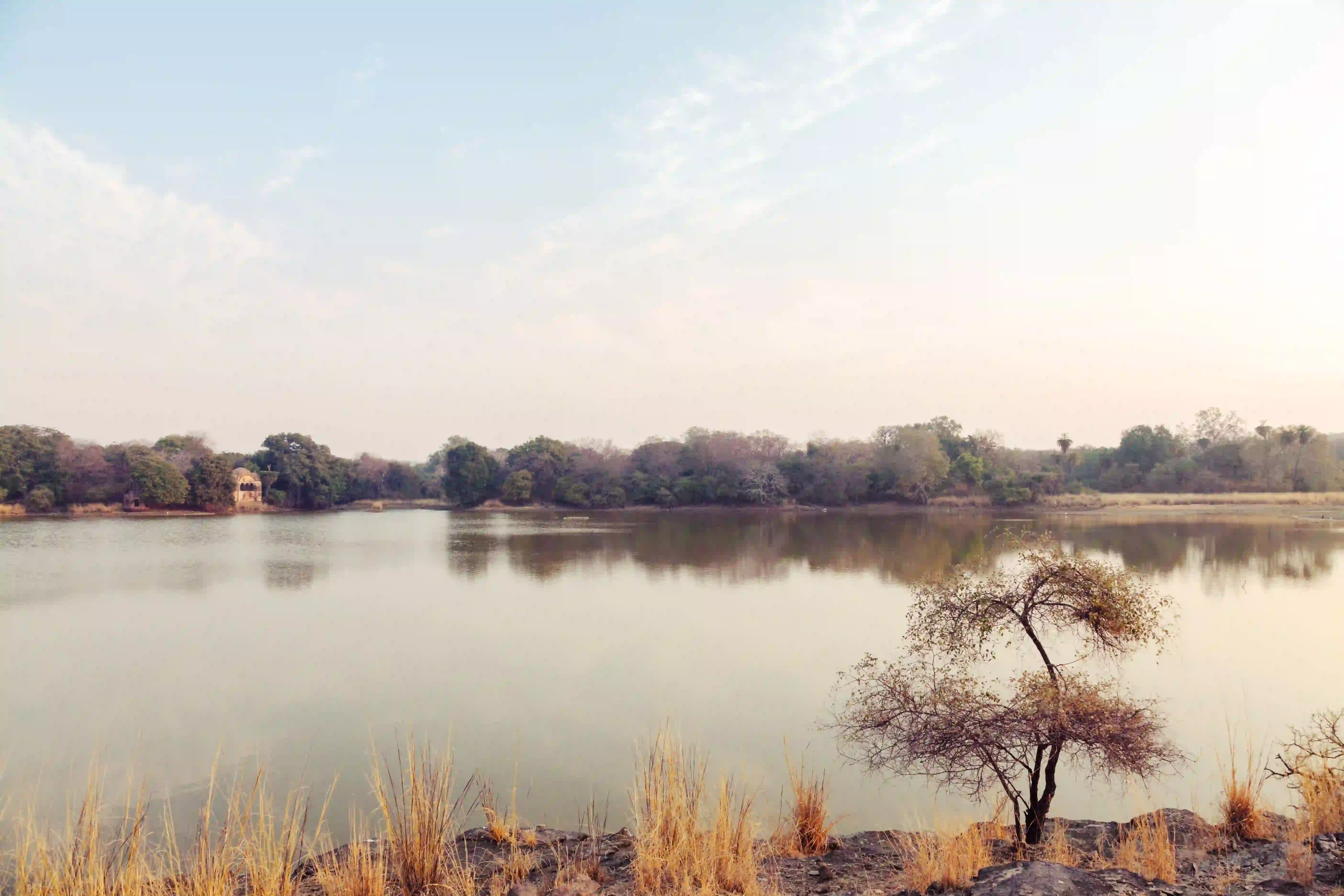 Ranthambhore National Park animal Photos