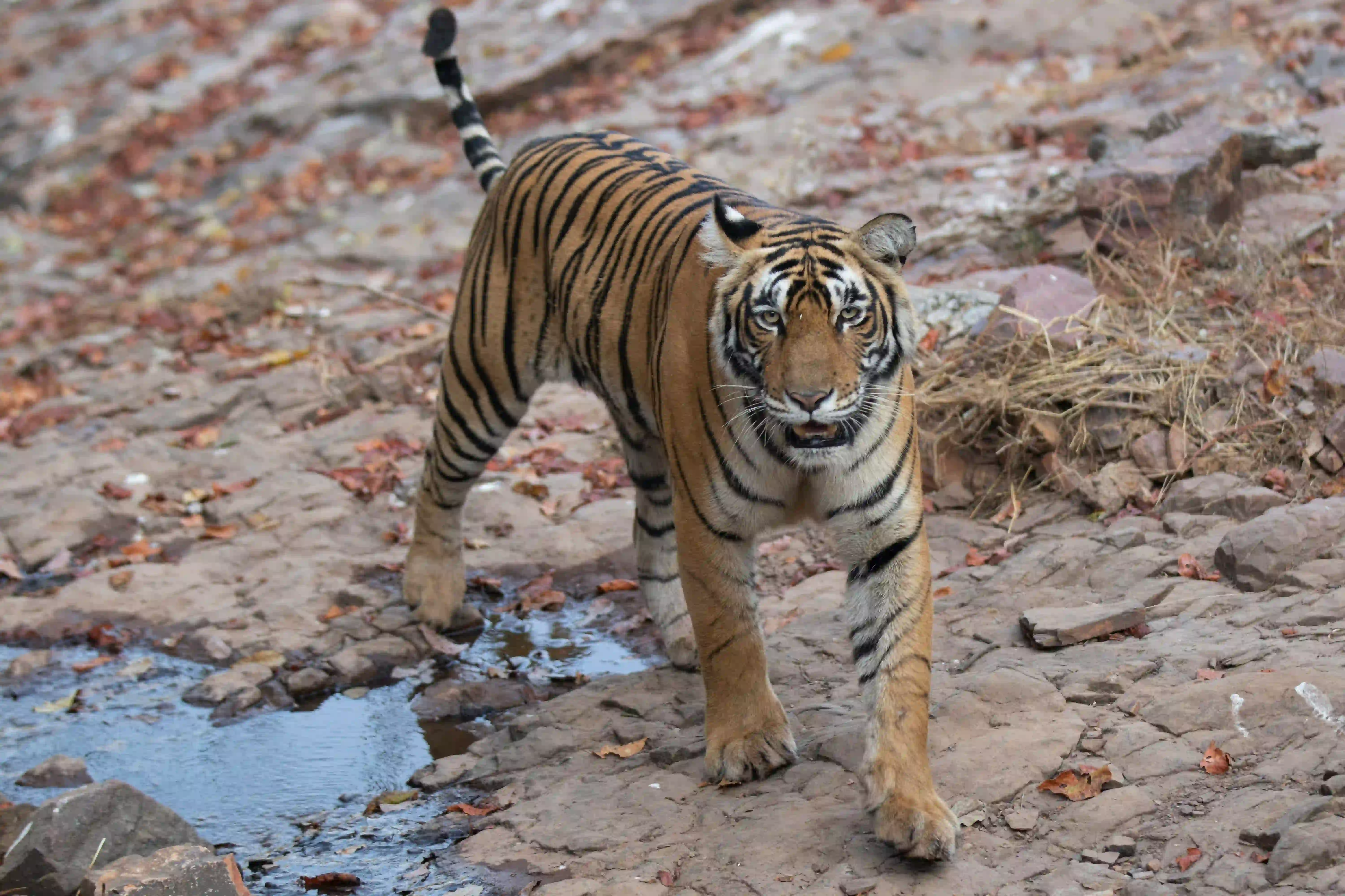 Ranthambhore National Park animal Photos